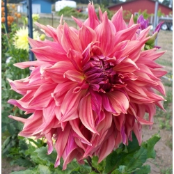 PENHİLL DARK MONARJ DAHLİA